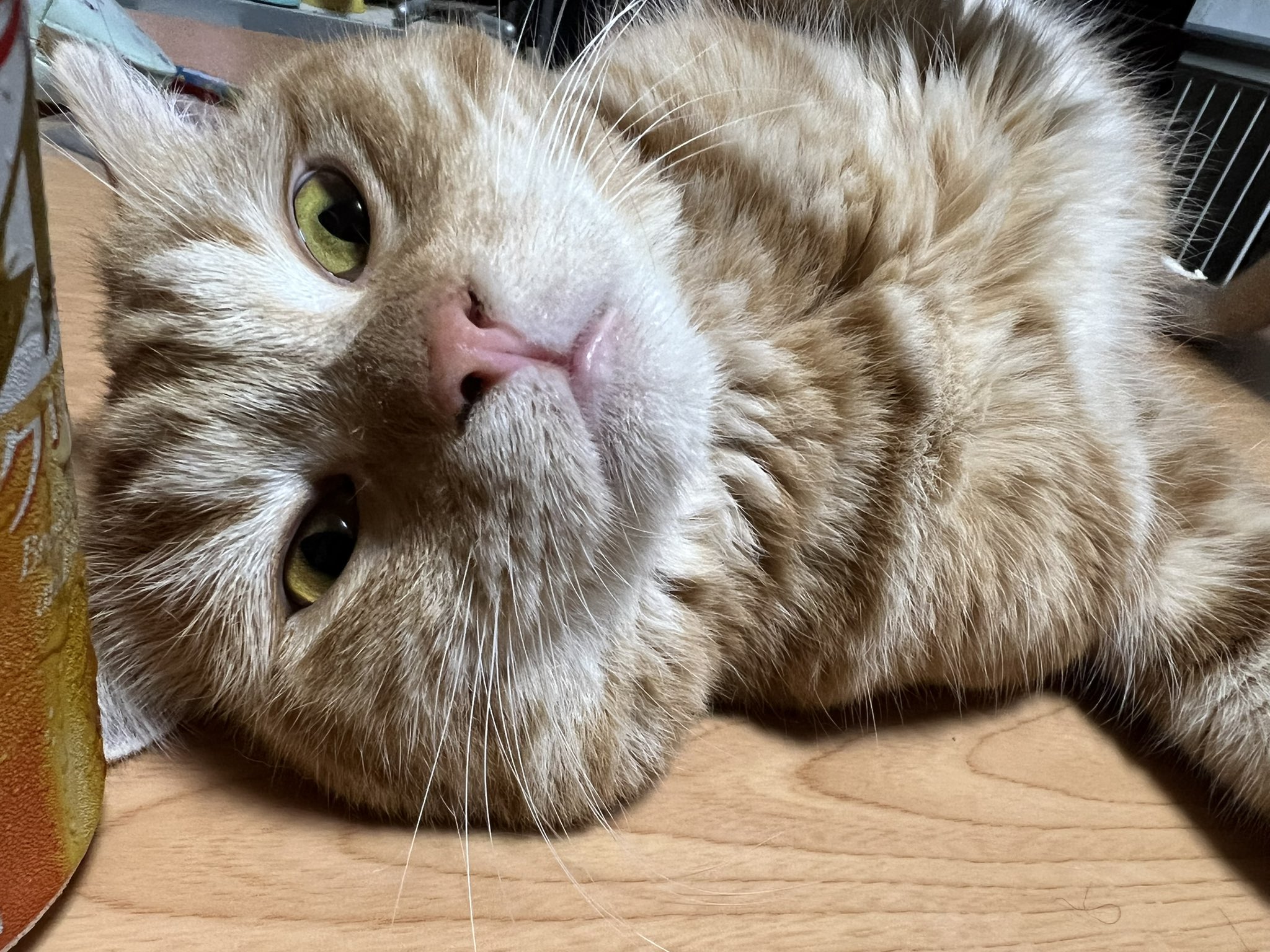 おりぃ 今日も暑い中皆様お疲れ様でした 猫 Cat 猫好きさんと繋がりたい ドリー 垂れ耳スコ T Co 79ry6c3040 Twitter