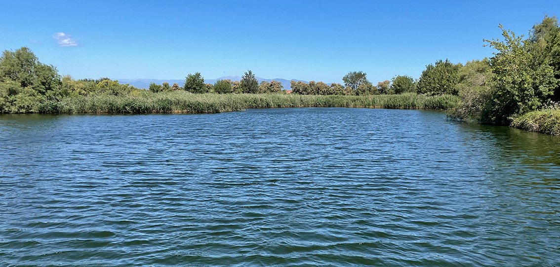 PhageLand Project tweet media