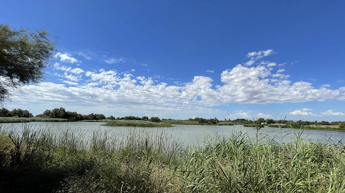 PhageLand Project tweet media