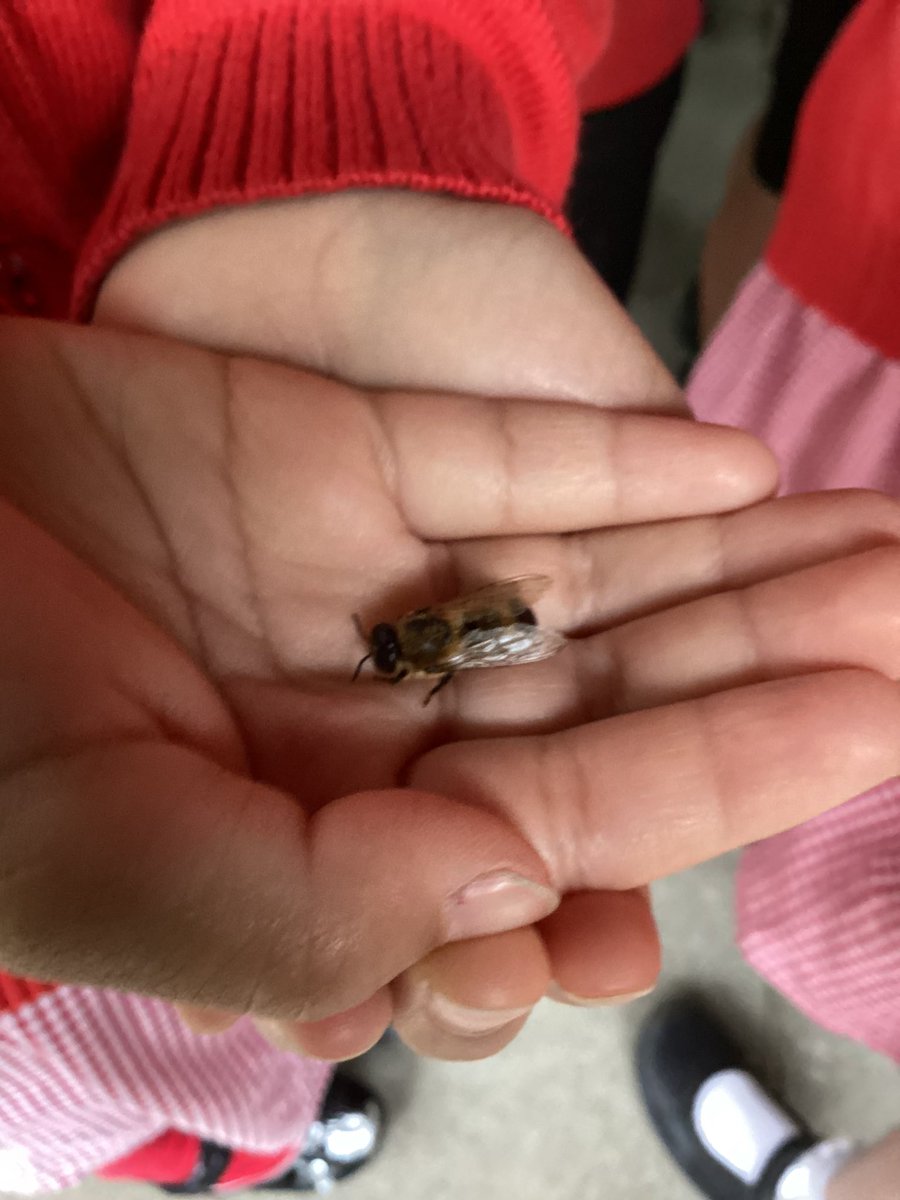 BillyBobbyBear's tweet photo. Thank you to Twickenham Beekeepers Association for a fantastic morning. Reception really enjoyed learning about honey bees and pollination. @britishbee https://t.co/OU4CszdH0S
