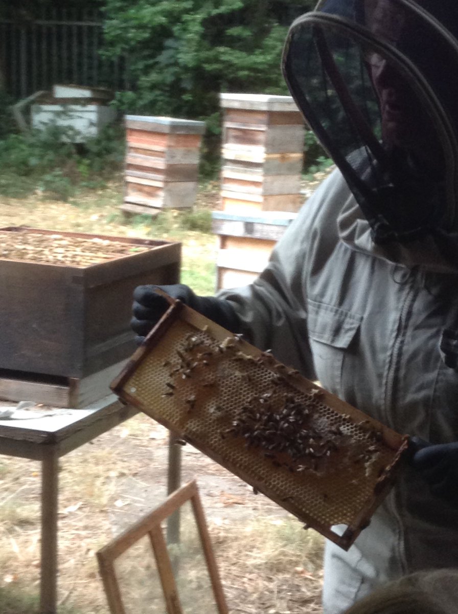 BillyBobbyBear's tweet photo. Thank you to Twickenham Beekeepers Association for a fantastic morning. Reception really enjoyed learning about honey bees and pollination. @britishbee https://t.co/OU4CszdH0S