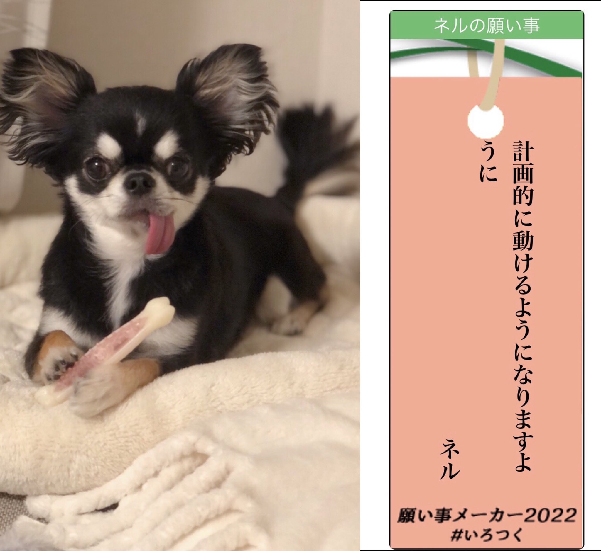 ネル どゆ事 七夕 願い事メーカー22 いろつく チワワ 犬のいる暮らし T Co Timee8adev Twitter ネル どゆ事 七夕 願い事メーカー22 いろつく チワワ 犬のいる暮らし T Co Timee8adev Twitter