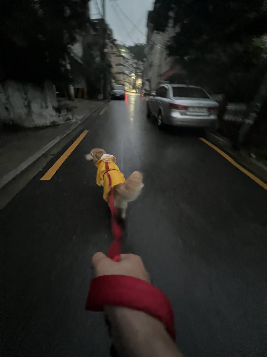 SpringPark99's tweet photo. 나는 천천히 걷기를 좋아한다.
녀석은 아닌가 보다.
비가와도 폭우가 쏟아져도 빠르게 산책을 가겠다는 의지!!

#반려견 #골댕이 #댕댕이 #goldenritriver #dog https://t.co/3l4ZHTwwjK