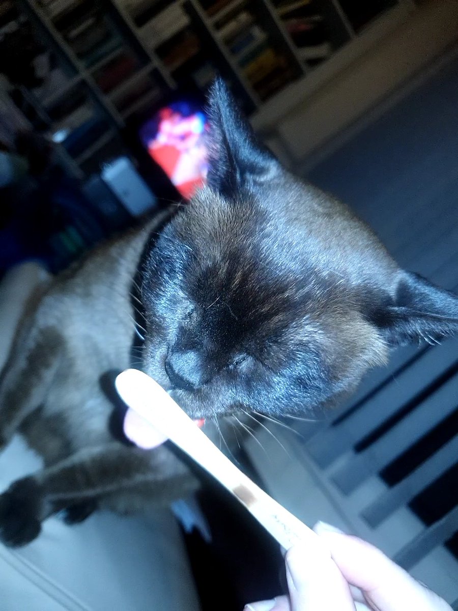 #TourCat enjoying #toursnacks #couchpeloton #sbstdf #toursnax