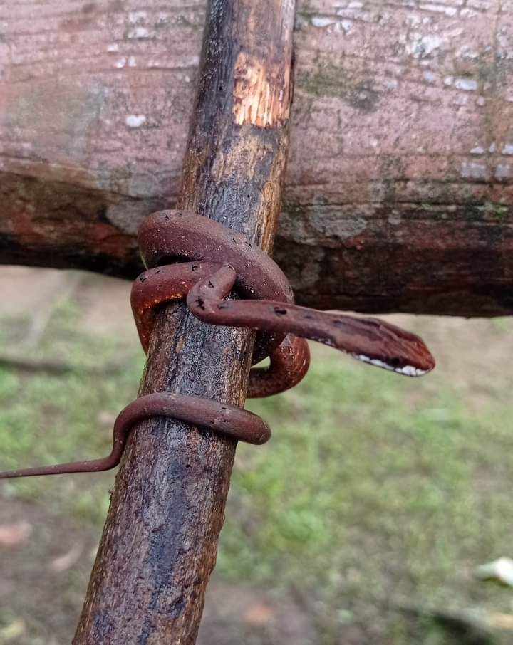 mizozeitgeist's tweet photo. Mock Viper...Mizos call it '#Rulzekak'
#Mizoram #snake #mockviper
(courtesy:Zorina Sailo) https://t.co/jFGuqgH7OI