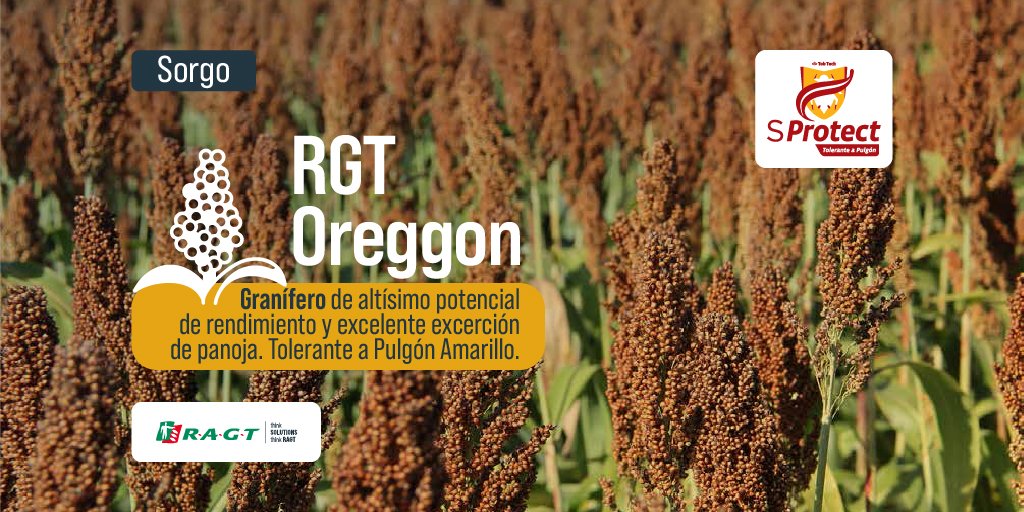 ragtsemillas_ar's tweet photo. 𝗦𝗢𝗥𝗚𝗢 𝗥𝗚𝗧 𝗢𝗥𝗘𝗚𝗚𝗢𝗡 
✔️Sanidad
✔️Rendimiento
✔️100% genética 
Un granífero con todos los atributos para que sólo tengas que buscar el Distribuidor RAGT de tu zona.
#RAGT 
#Sorgo #Granífero #Tolerancia #Sprotect  #Sanidad #Potencial #Rinde https://t.co/hJOXXxVH2l