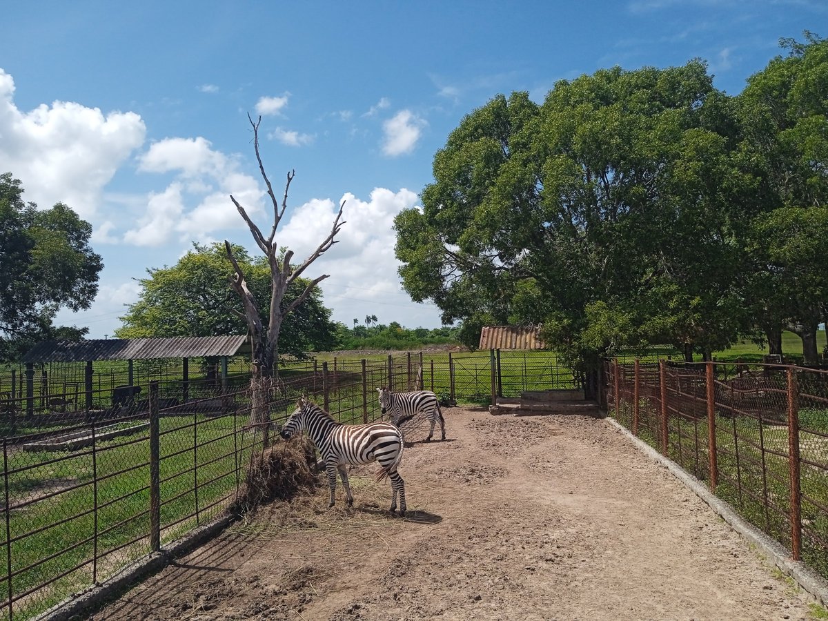 HTunas89's tweet image. Parque Zoológico Las Tunas, Cuba

#blog #HTunas #travel #LasTunas #Cuba