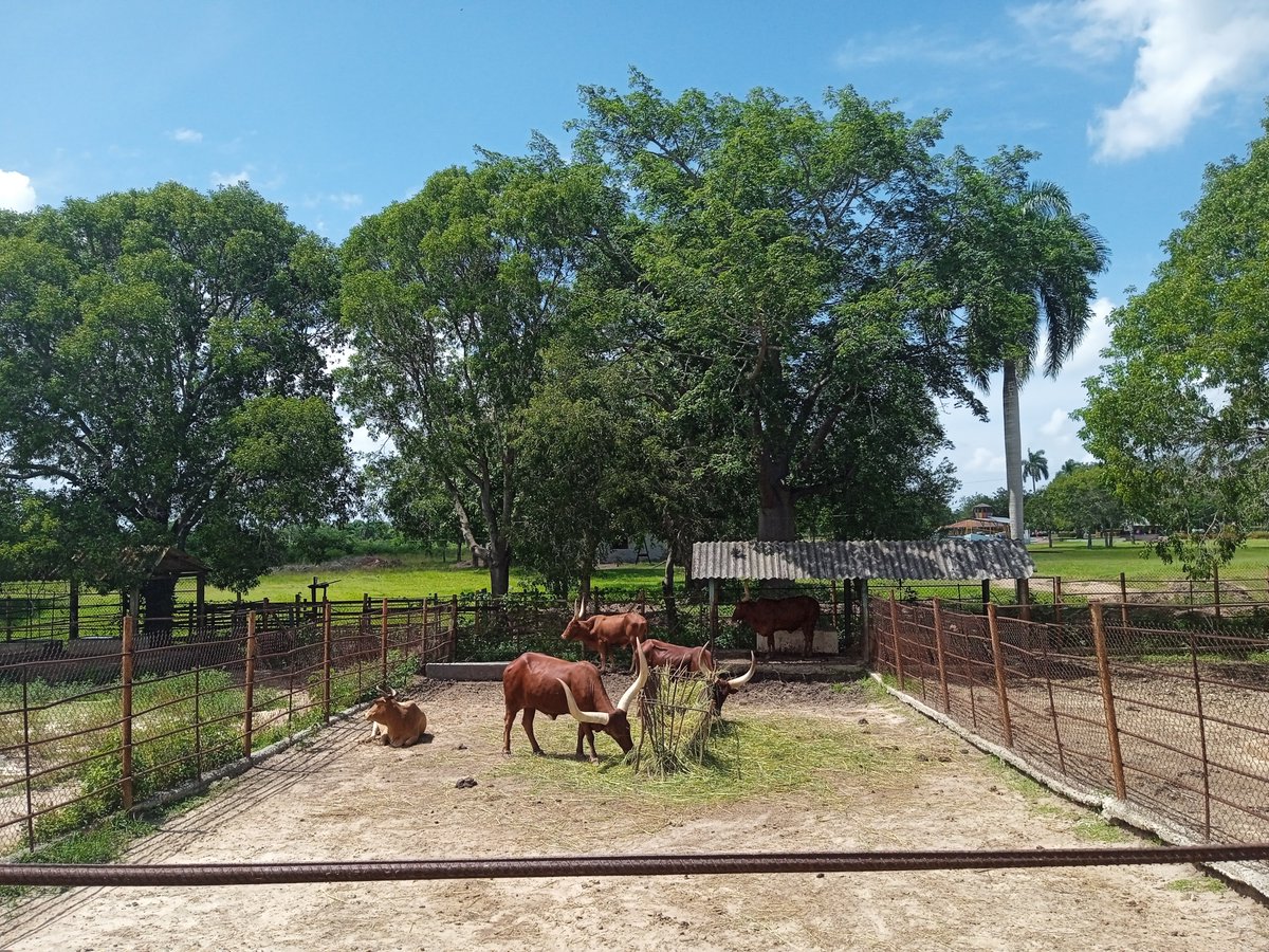 HTunas89's tweet image. Parque Zoológico Las Tunas, Cuba

#blog #HTunas #travel #LasTunas #Cuba