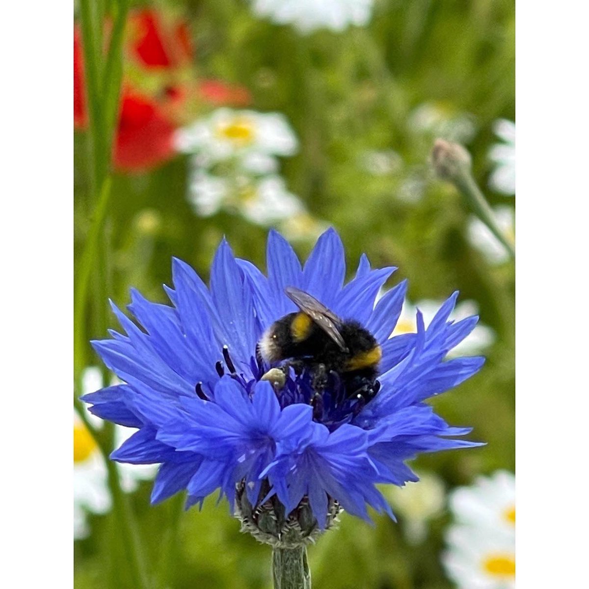 tradgardengames's tweet photo. The team at Traditional Garden Games are buzzing with our new wildflower garden outside our office!  💐🐝

Check out our journey using the link below:

https://t.co/YkfddlZ9UC

#environmentalexcellence #wildflowers #busybees https://t.co/N6jM8OGbd6