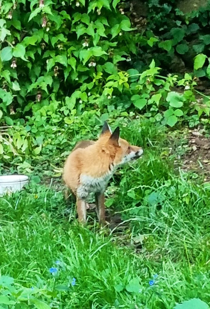 SarahsGarden12's tweet photo. I left a dish of water in the wildlife garden and this little love came to have a drink yesterday evening. In Kurdish culture seeing a Fox 🦊 means good luck is coming your way. So I’m sharing for you all to have some luck #FoxOfTheDay #foxinthegarden #fox #wildlifefromthewindow https://t.co/RSjszW8a8g