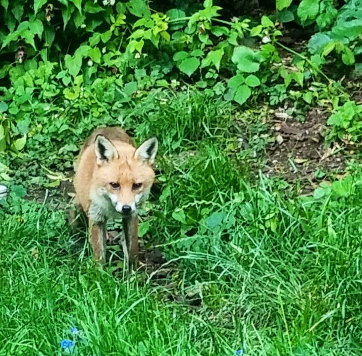 SarahsGarden12's tweet photo. I left a dish of water in the wildlife garden and this little love came to have a drink yesterday evening. In Kurdish culture seeing a Fox 🦊 means good luck is coming your way. So I’m sharing for you all to have some luck #FoxOfTheDay #foxinthegarden #fox #wildlifefromthewindow https://t.co/RSjszW8a8g