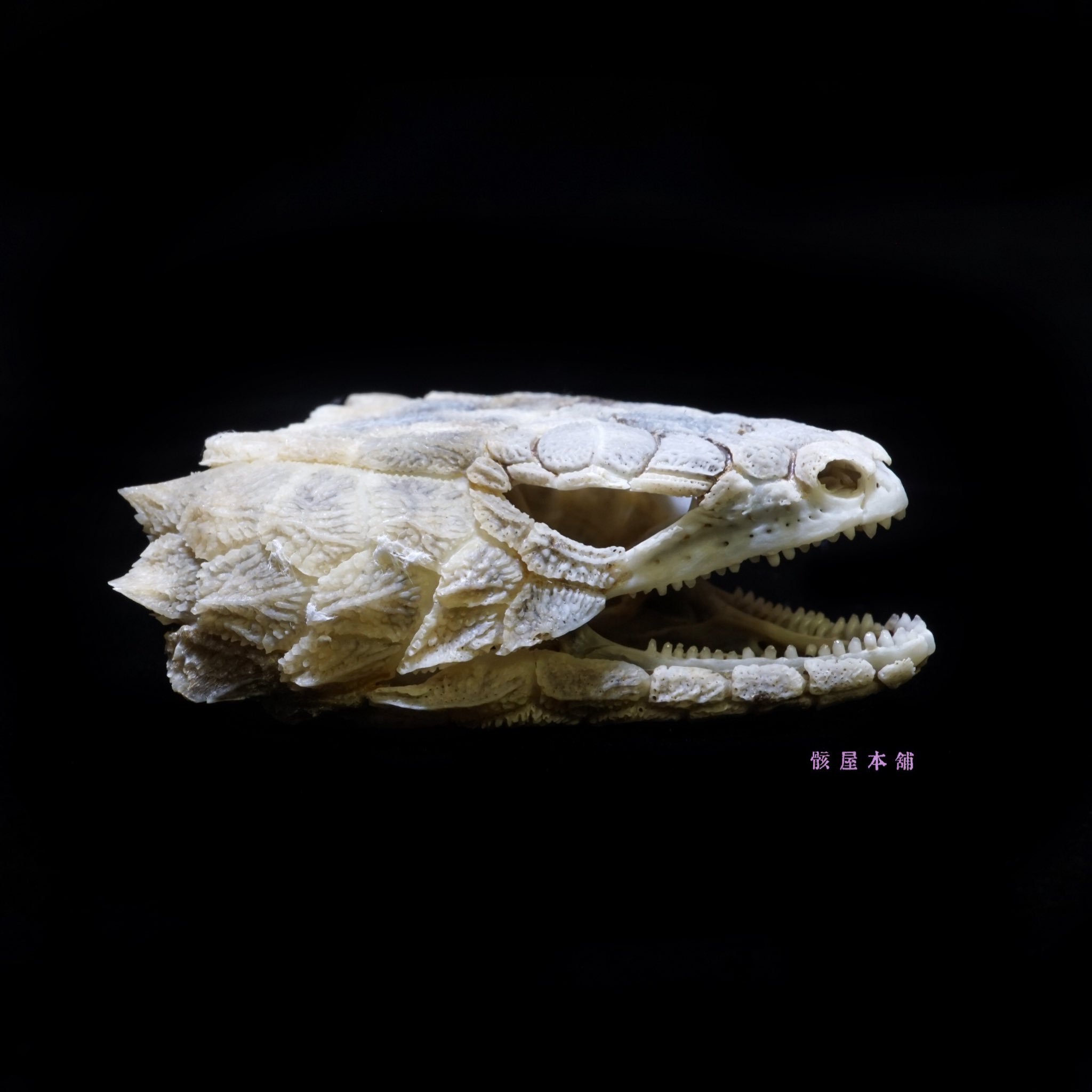 骸屋本舗 on X: 