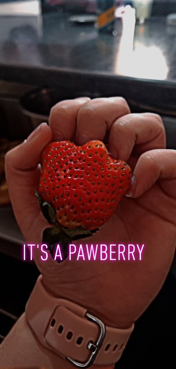 PKittenxx's tweet photo. Meow

#meow #kittypaw #fruit #strawberry #pawberry https://t.co/PcY5fCrAOf