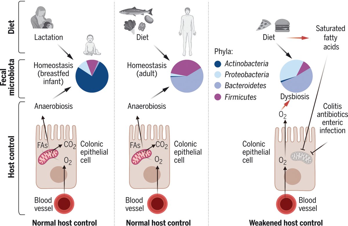 ScienceMagazine's tweet photo. The #microbiome and gut homeostasis: A new #ScienceReview explains that high-fat diets impair gut oxygen control and nitrate exposure, resulting in changes to the gut microbiota. Learn more: https://t.co/nvi4RSaAGi https://t.co/c3q8fyFsG4