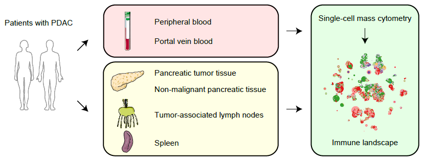 The most recent paper from the lab has been published at <a href="/jitcancer/">Journal for ImmunoTherapy of Cancer</a>. We employed single-cell mass cytometry to delineate tumor-associated and systemic immune profiles in #PancreaticCancer.
jitc.bmj.com/content/10/7/e…