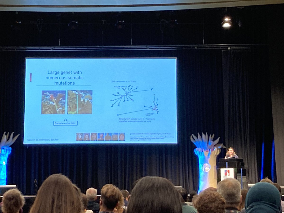 Carly Kenkel (@drcarlshorn) on Twitter photo <a href="/IlianaBaums/">Iliana Baums</a> presents the next generation of coral genetic research- the role of de novo somatic mutations in adaptive evolution #icrs2022 <a href="/IlianaBaums/">Iliana Baums</a> presents the next generation of coral genetic research- the role of de novo somatic mutations in adaptive evolution #icrs2022
