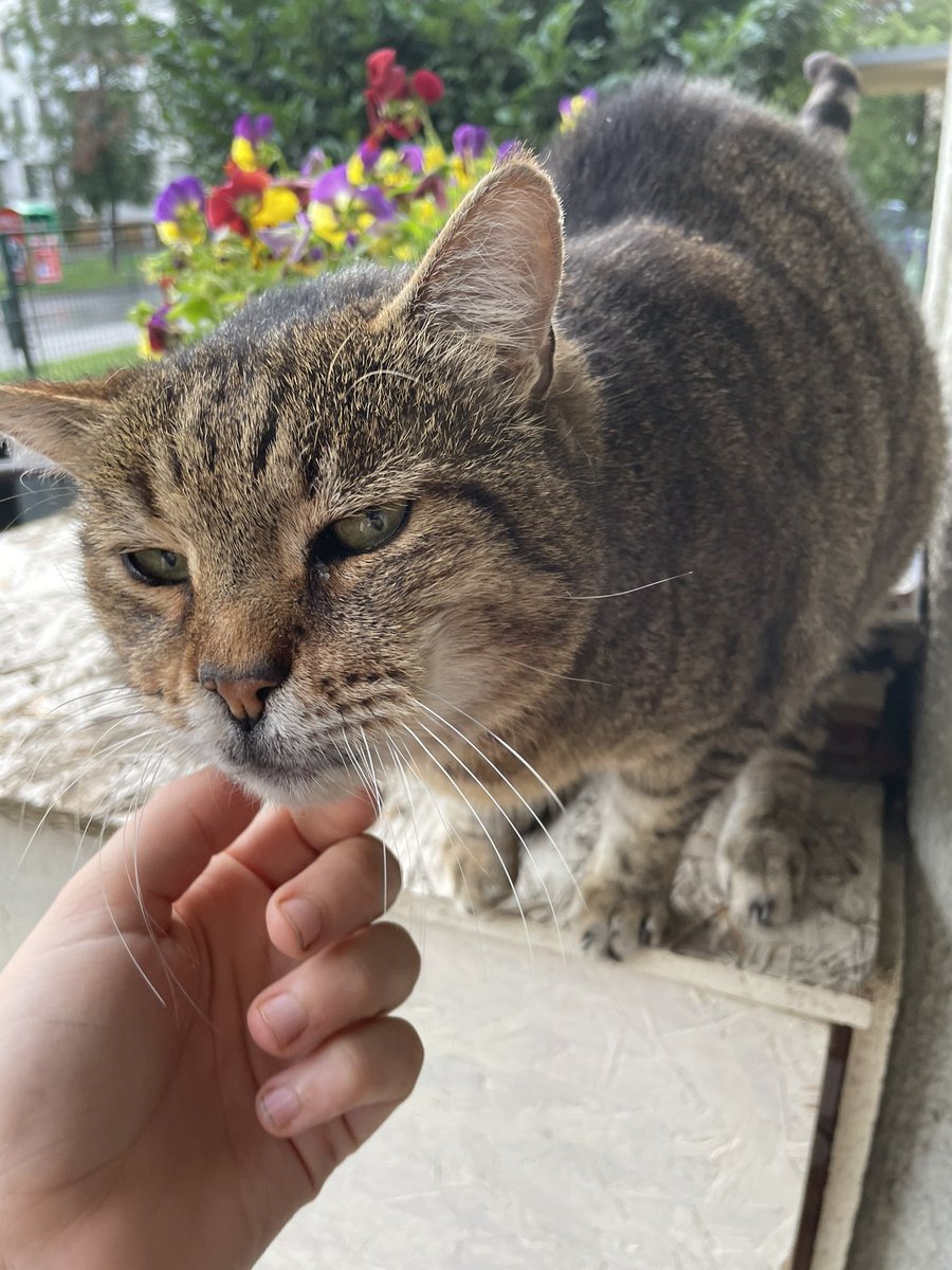 KarolinaSramek's tweet photo. Tohle je Itchík! Je to náš domovní kocour, který nikomu nepatří, alepřitom patří všem. #itchithecat #itchi #cat https://t.co/heLOGMMNxH