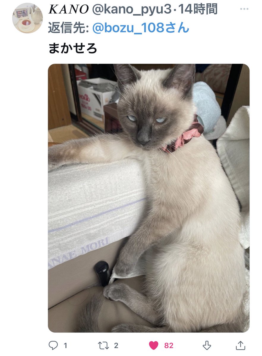 bozu_108's tweet photo. 自分ちの可愛い猫の写真貼った人が優勝選手権

最優秀賞、金賞、入選、入選 https://t.co/ue085kMh7K