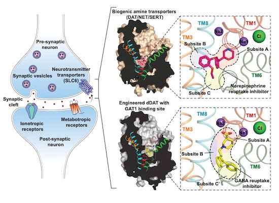Structural insights into GABA transport inhibition using an engineered neurotransmitter transporter with chimeric inhibitor binding pocket 
<a href="/PenmatsaLab/">Aravind Penmatsa</a> <a href="/iiscbangalore/">IISc Bangalore</a>
embopress.org/doi/10.15252/e…
