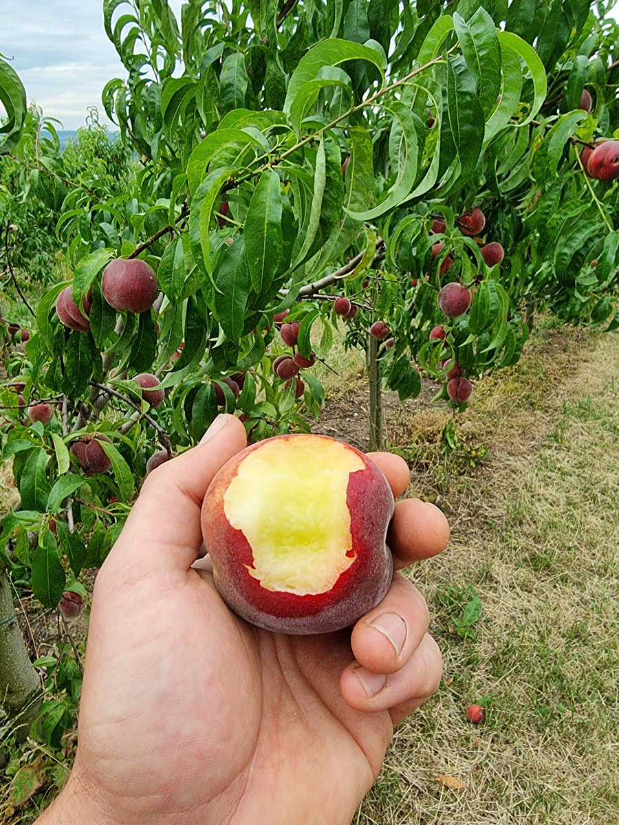 TinoGeiger's tweet photo. Spätestens wenn man in einen reifen, saftigen #Pfirsich frisch vom Baum beißt, weiß man wieder warum es sich lohnt #Obstbauer zu sein 😋🥰🍑
#regional #saisonal #obst #Landwirtschaft https://t.co/D24E9nkKAa