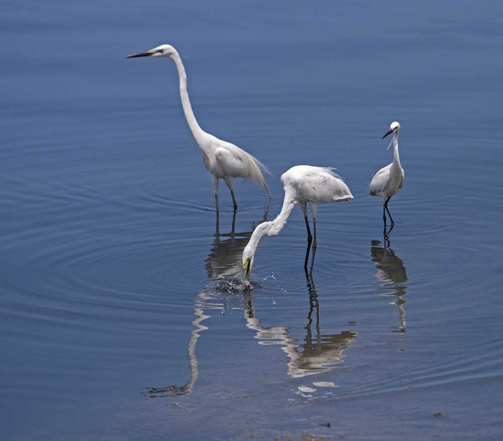 Egrets of the Day