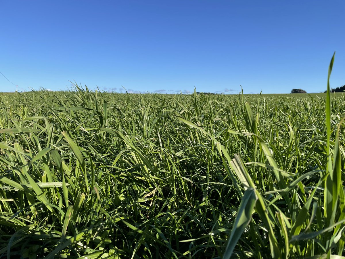dsquibb2312's tweet photo. Good day out with Heather from @DLF_Seeds showcasing #pasture and #forage options being grown with @EldersLimited NE Tasmanian beef producers. #Pallaton #Raphanobrassica, #Plantain, #Italian #Ryegrass , Oat/Ryegrass blend for #productivity and #animal #performance https://t.co/6llE0ZFivA