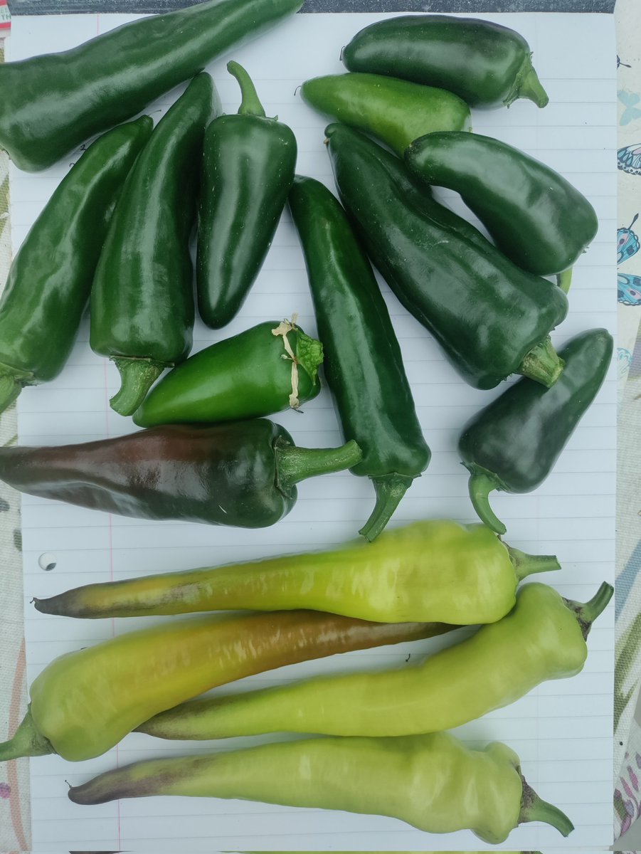 lisa_lmtuition's tweet image. First harvest of 2022. Harvested while (mostly) green to encourage more flowers to firm. #chillifarm