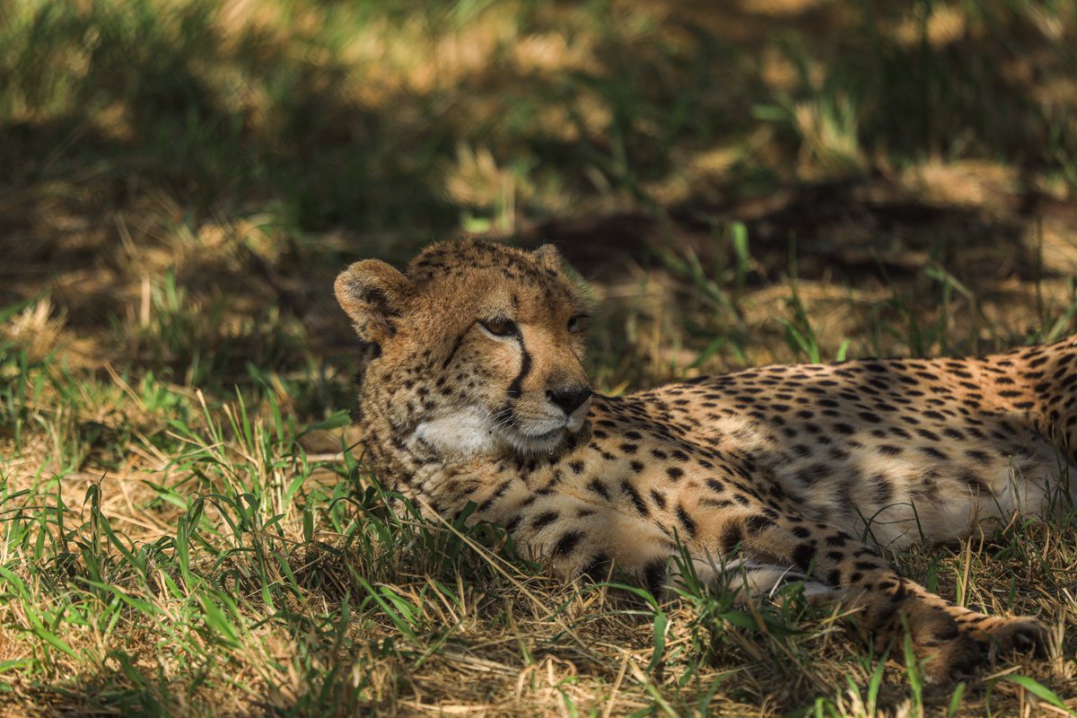 VetmeduniVienna's tweet photo. ‼️ Geparden sind nicht nur aufgrund der geringen, verbleibende Anzahl (7.100 Tiere in freier Wildbahn) vom Aussterben bedroht🐆
Ein Forschungsteam rund um Pamela Burger/#FIWI/Vetmeduni zeigt anhand von Genanalysen die extreme Bedrohung des Gepards auf!
→ https://t.co/1dnBFs6AZ0 https://t.co/K5ycMXU2CL