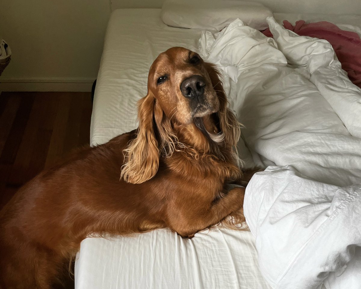 Ollie 🐾 tweet media