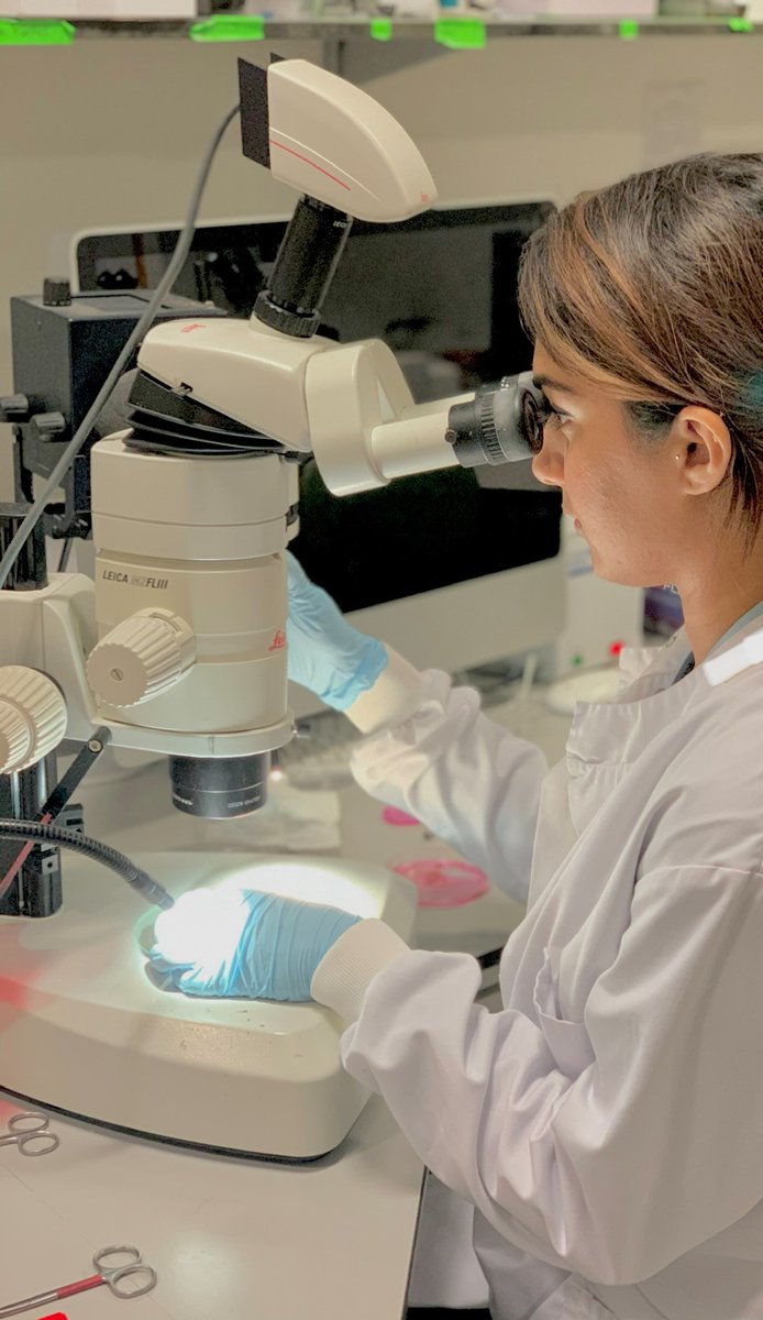 CCRB27's tweet photo. Hiba Asrar, is a PhD student in #Tuckerlab. Her project is focused on blood vessel migration during molar development. When not in the lab looking at blood vessels, Hiba is usually exploring London or relaxing on her yoga mat. #MeetCCRB https://t.co/84TWhaQrOf
