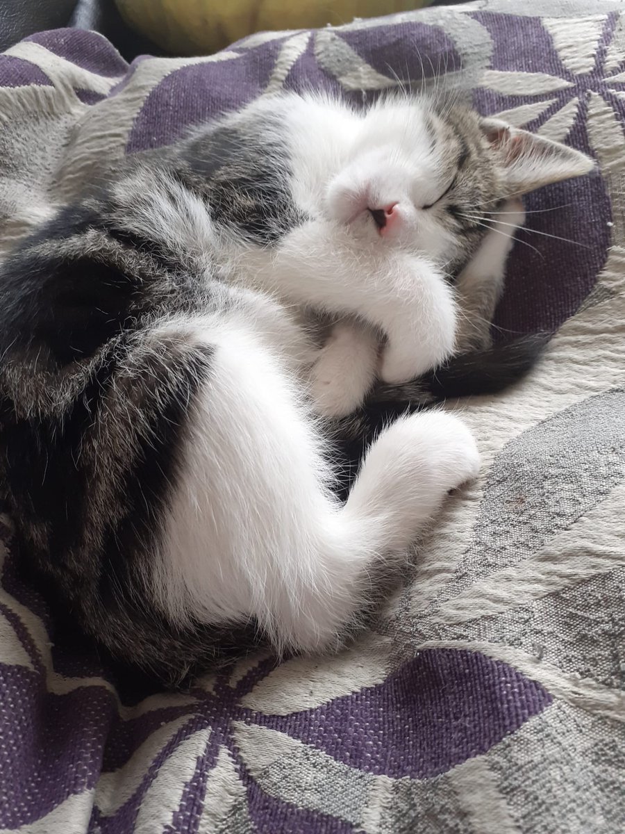 mystatelywake's tweet photo. Ohmigodyouguys look at Miss Hollie!!
My sister's 3wk old rescue. 
I'm in love ❤🐱 https://t.co/35oBep006U