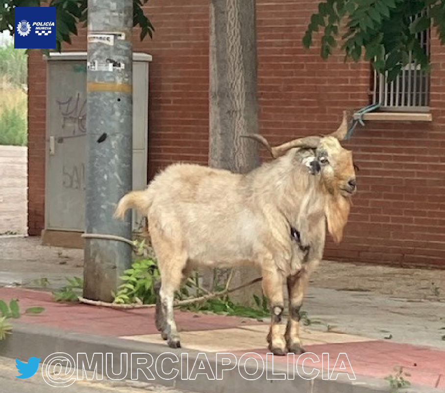 MurciaPolicia's tweet photo. Esta mañana, dotación de La Alberca localiza y rescata una cabra atada a una farola, en la citada pedanía.

👉Tras diversas gestiones localizan a su dueño, quien la estaba buscando ya que se había escapado de su propiedad. https://t.co/waUhqZT8dR