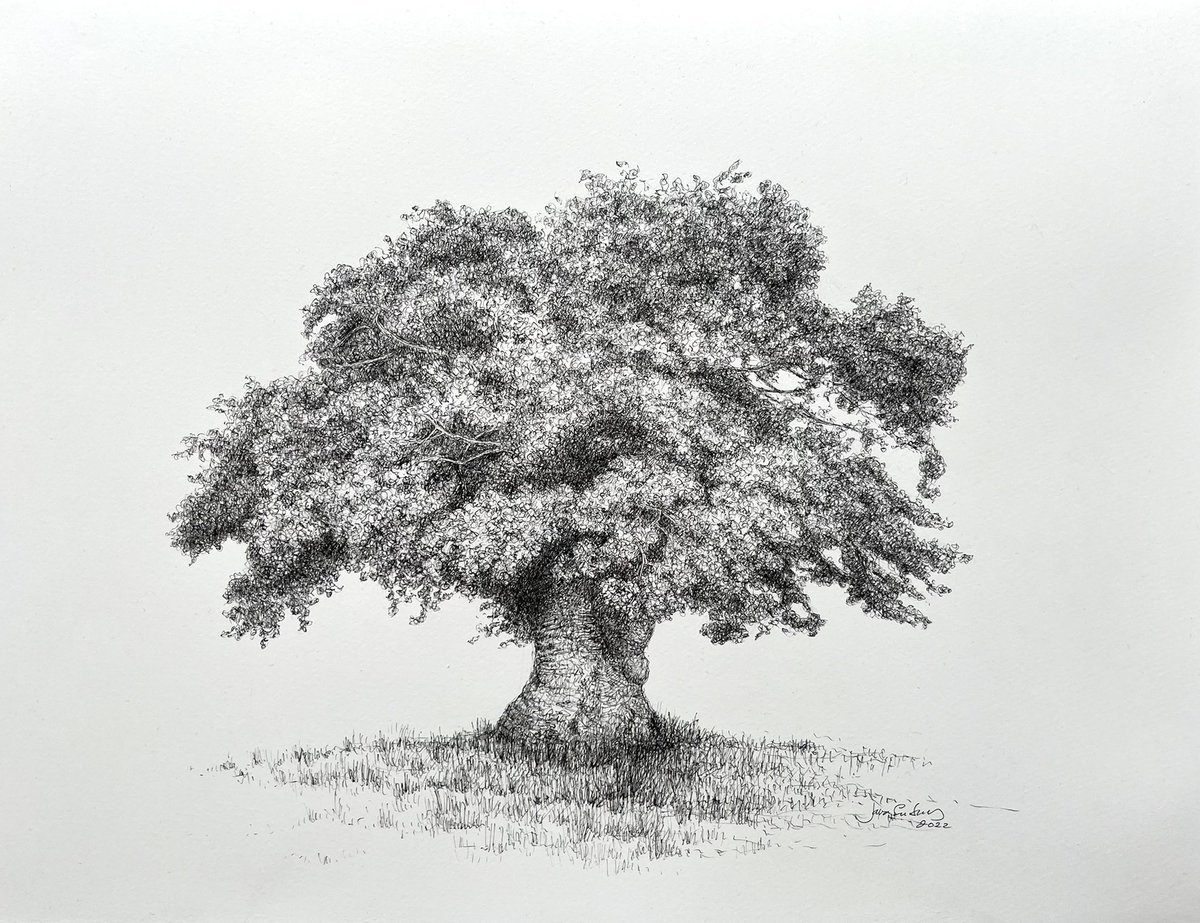 JanaEmburey's tweet photo. Oak - a national tree of England. A symbol of strength, stability, power, wisdom and endurance…..let’s see how this pans out…
#oak #drawing #inkdrawing #politicstoday #uk #england #governmentresigns #recentdrawing #janaemburey https://t.co/QdTHrAufLh