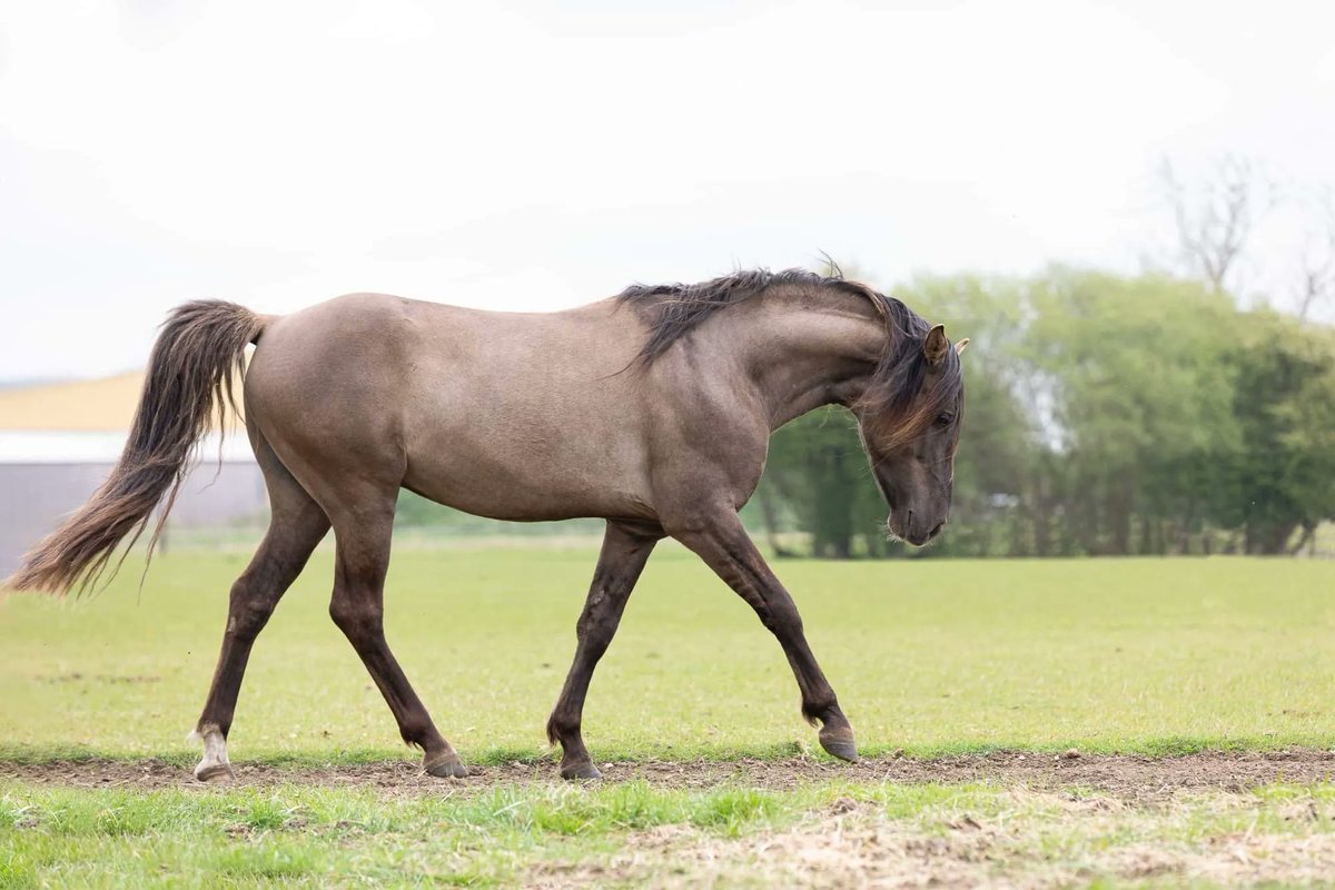 grooms_list's tweet photo. JL95916 East Yorkshire – Yard Manager required for Rocky Mountain House Stud
*5 day week *Accommodation provided *Pets welcome *Own horse possible
https://t.co/uDFw1lH2gw
#thegroomslist #equinejobs #equinecareers #jobs #Vacancies #horses #workwithhorses #equinestaff https://t.co/GbEkhPhzw3