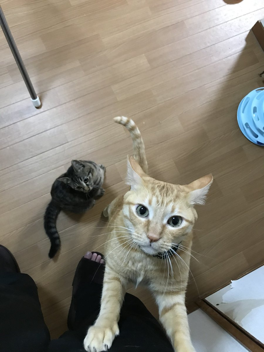 ohyama1722's tweet photo. 実は昨日が出逢って5年の記念日でした。
そして7月7日の今日、最優秀賞受賞。
本当に嬉しいです。こんな険しい顔して警戒心丸出しでガリガリだった名もなき野良猫でした。今や立派なアニキです。
#選手権優勝 #猫 https://t.co/Z128wVDZNv