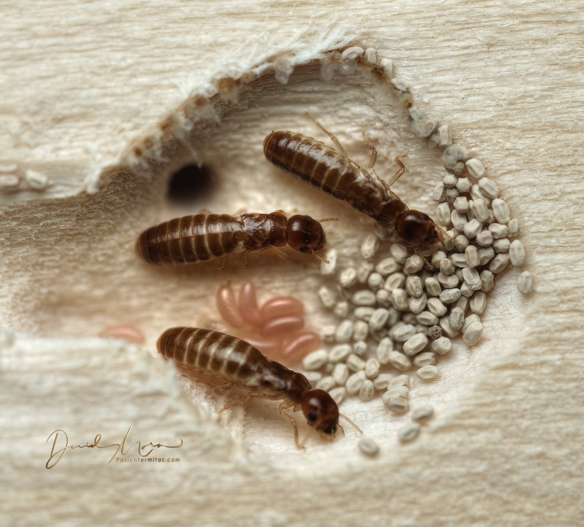 David Mora del Pozo tweet media