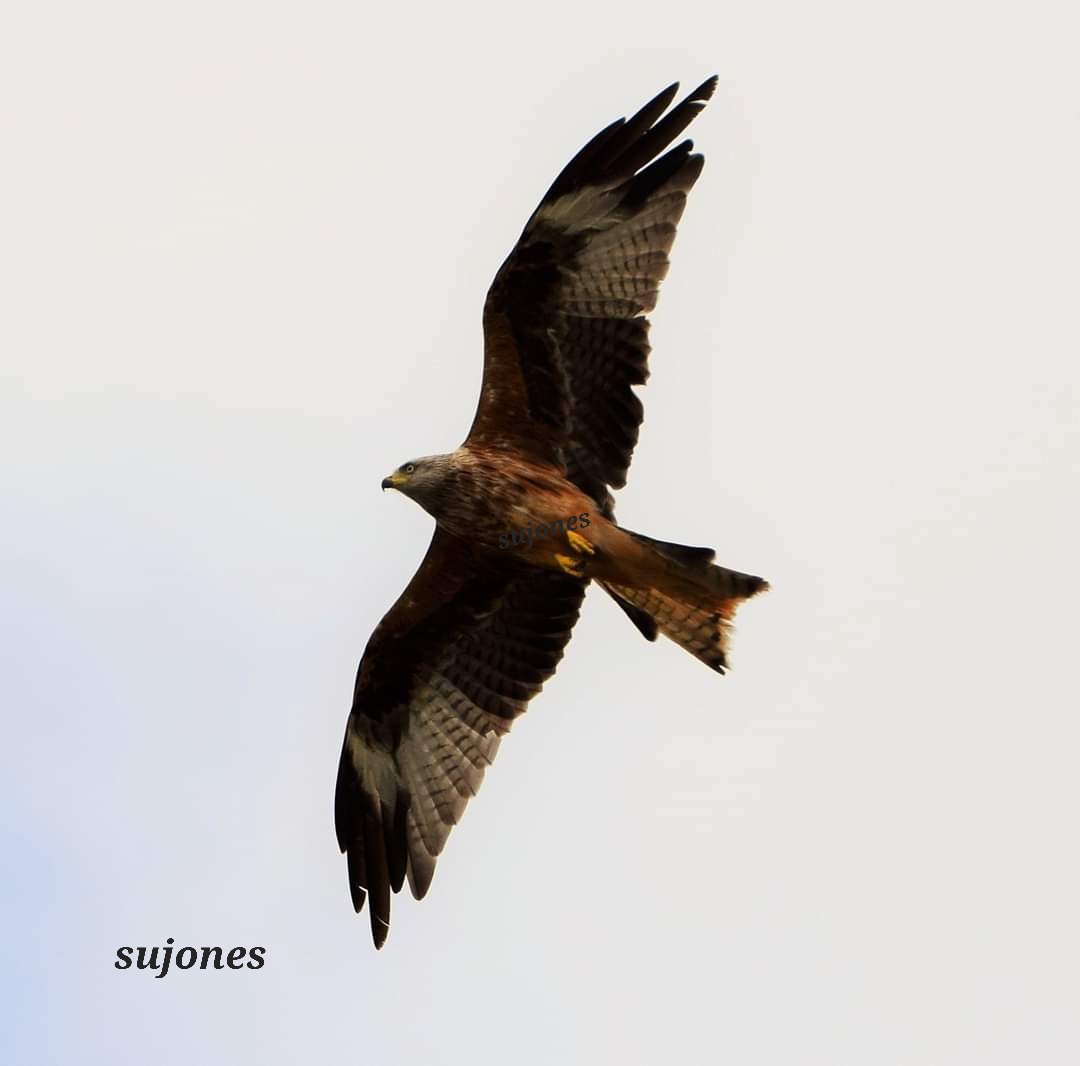 suzanne jones tweet media