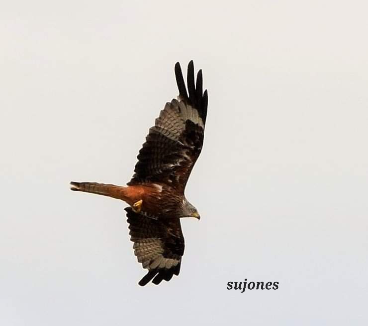 <a href="/NTBerrington/">Berrington Hall</a> #loveHereford