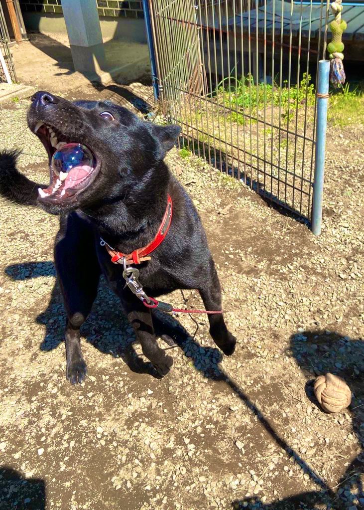 わざと選んだ大型犬okのマンションで 完全に狙い通り になった話 天才的発想に その手があったか 4ページ目 Togetter わざと選んだ大型犬okのマンションで 完全に狙い通り になった話 天才的発想に その手があったか 4ページ目 Togetter