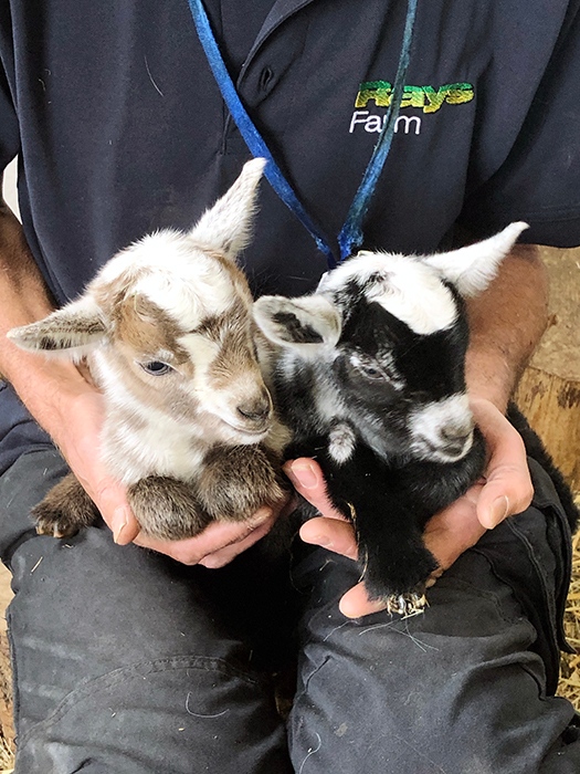 raysfarmpark's tweet photo. NEW KIDS ON THE BLOCK! We're thrilled to announce the arrival of two new baby goats. Born in the early hours of 29th June, we think you’ll agree these two take the title of cutest new members of the Rays Farm Family! 🐐 #raysfarm #babygoats #lovebridgnorth #visitshropshire https://t.co/1H8zWZA98B