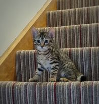ClaireDyer1's tweet photo. Murphy the Kitten are I are looking forward to discussing our June #RadioRead on @BBCBerkshire at 1.30 pm today with Bill Buckley & @BlueGold201 and to make our recommendation for July. Do listen in if you can or catch up on BBC Sounds https://t.co/z2yB31eQsg https://t.co/4o3uH44JzV