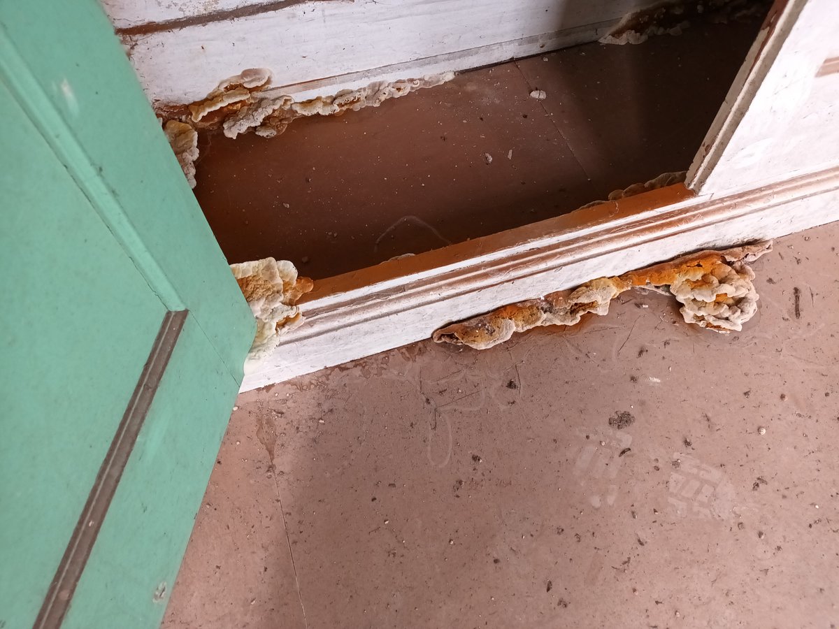 DCP_Surveyors's tweet image. Ripe for conversion?  We've just undertaken a feasibility study on plans to convert this lovely Grade II listed former station/station house into flexible office space.  The surveying team got very animated over this cracking example of a dry rot fruiting body.
#buildingsurveying
