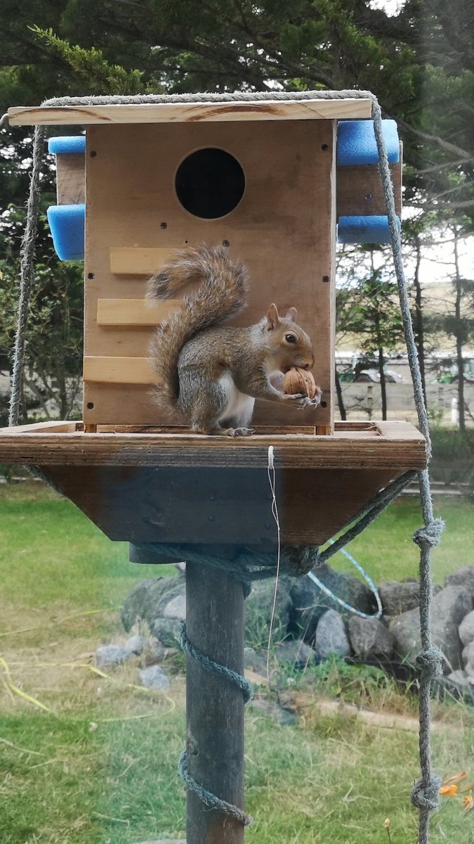 Ablyss01's tweet photo. Daisy 🌼 Old's #squirrelfeeding #squirrelfeedingstation #Sqirrel #Squirrels #squirrelbox #squirrelhouse @poplar_yr6 @sycamore_yr6 @seamerandirton @J_L_Wilkins https://t.co/3WXRo6rwUY