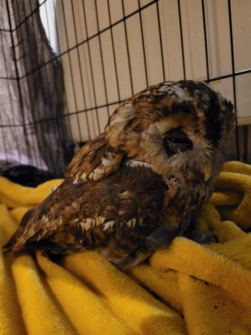 Babysitting an owl who was hit by a car. I wish it would love me as much as I love it but I&rsquo;m sure it&rsquo;ll