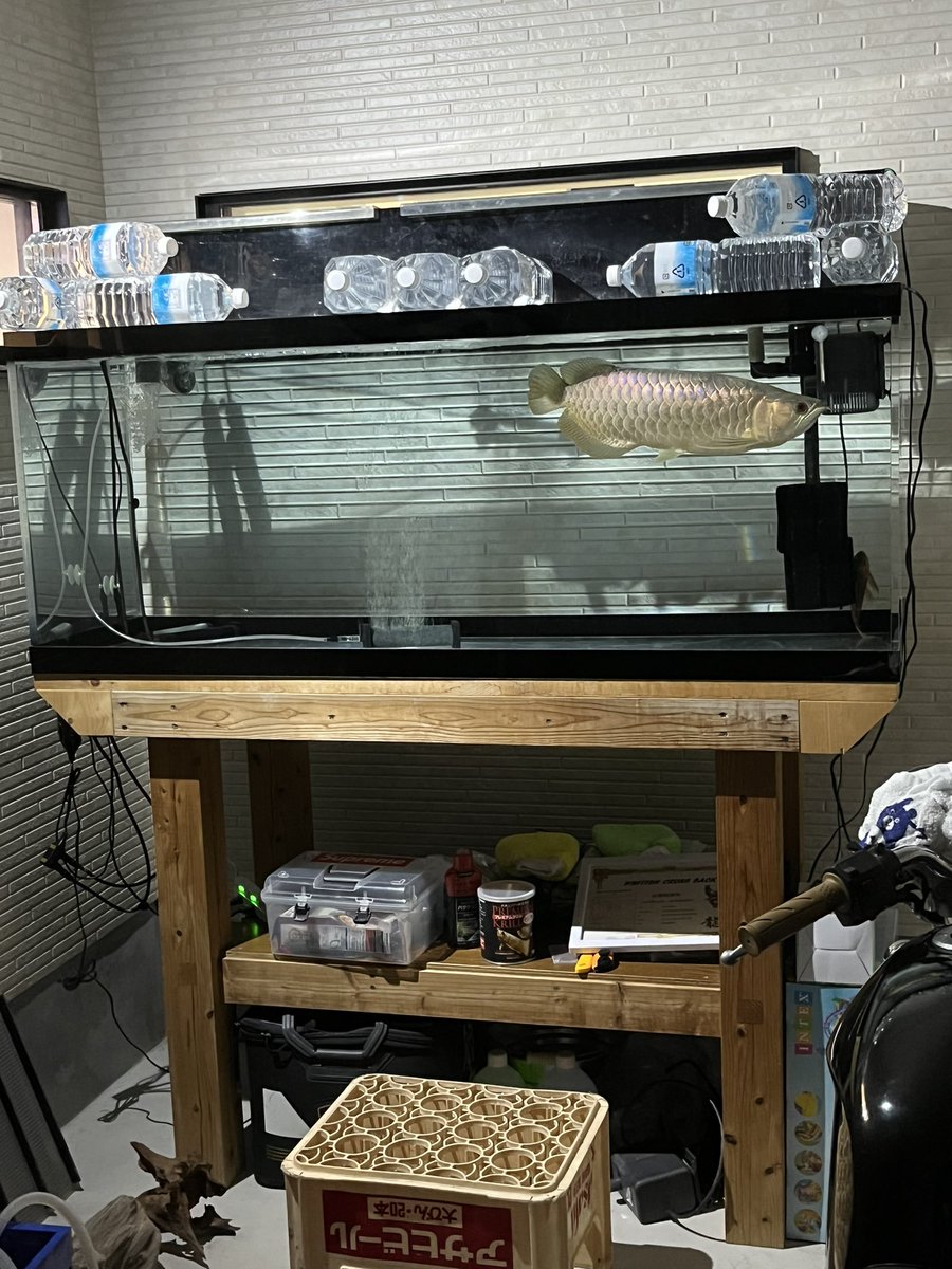 3月よりアロワナ飼育始めました
アクアしてる皆様よろしくお願い致します🥺