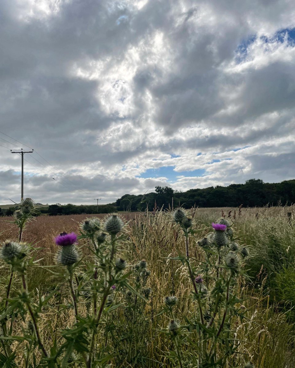 anghall6's tweet photo. Gorgeous morning for a run!π€πππ» #running #countryside #trails #keepgoing #solorun #goodtobeout #happy #wellbeing https://t.co/8yrHnsVOV5