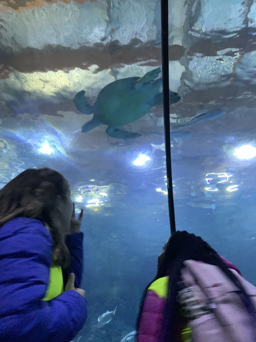 BSNJSV's tweet photo. #JSVYear4 enjoying the oceanarium! π π’ https://t.co/ZkMdVveIGD