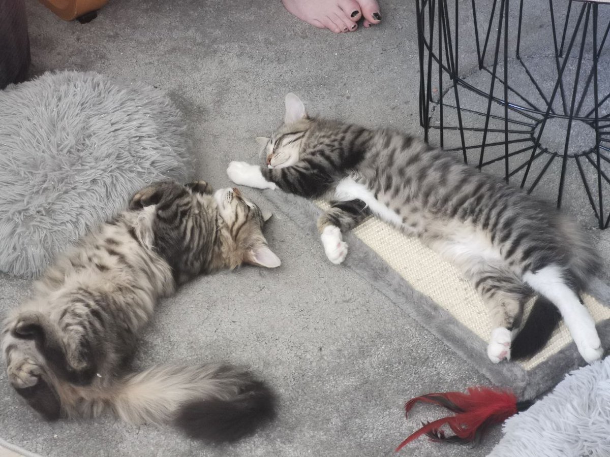 AnnaNander's tweet photo. Not really using Twitter anymore but I have to show of my 2 new children 💕💕 Say hello to 🌟Willow🌟 &amp; 🌟Hazel🌟 https://t.co/pZLhJcO8ec