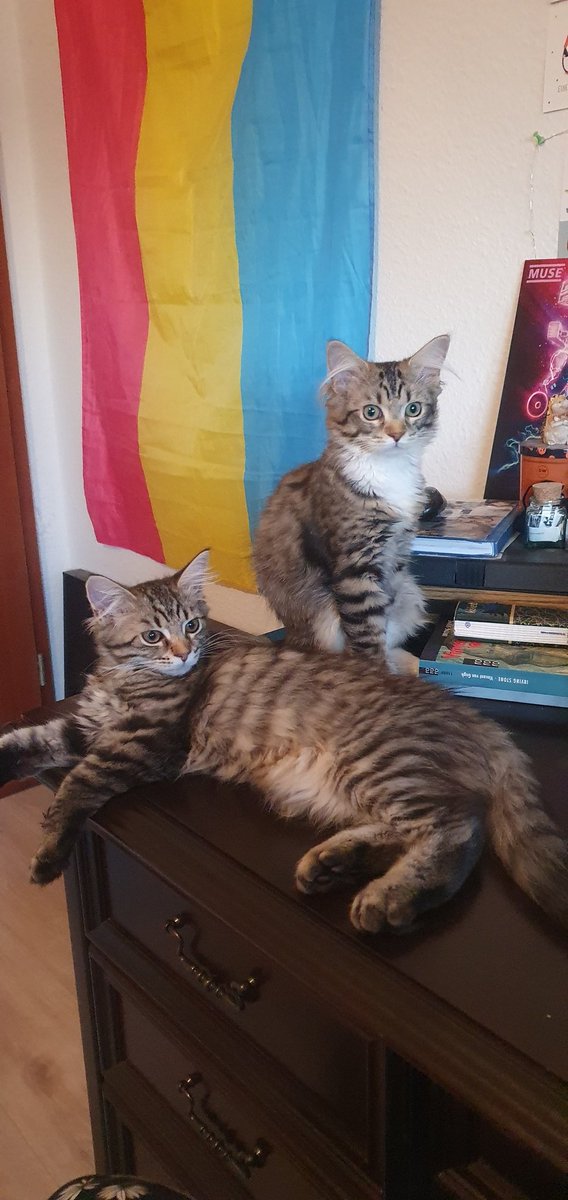 AnnaNander's tweet photo. Not really using Twitter anymore but I have to show of my 2 new children 💕💕 Say hello to 🌟Willow🌟 &amp; 🌟Hazel🌟 https://t.co/pZLhJcO8ec