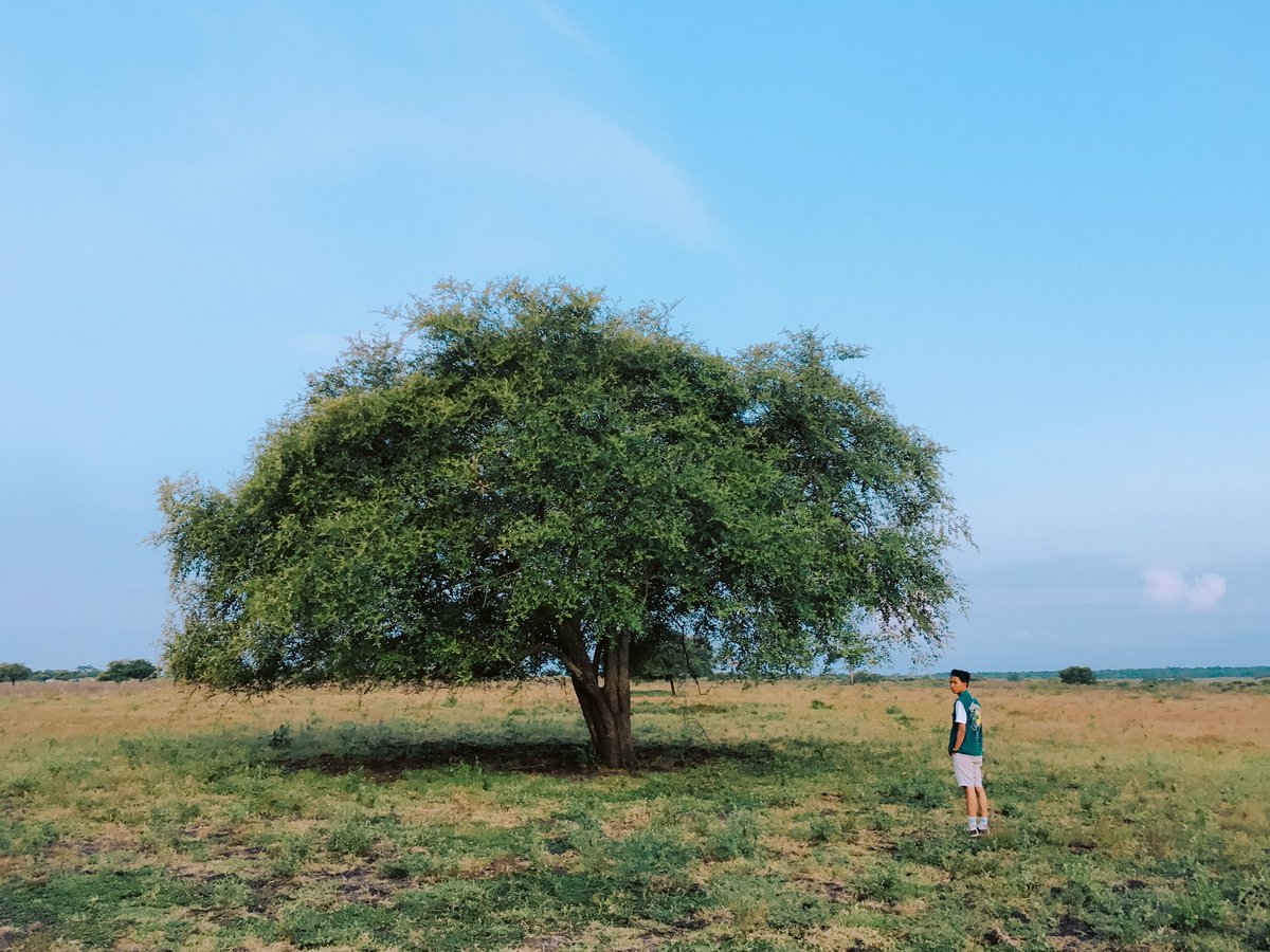 BallonBirroe's tweet photo. #balurannationalpark#savanabekol#africavanjava https://t.co/4Ob5TMqxqH